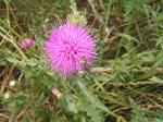 Illyrische Eselsdistel - Onopordum illyricum