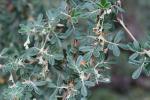 : - Polylepis besseri