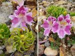:-Alstroemeria pelegrina