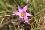 :-Romulea rosea var. australis