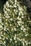 : - Baccharis articulata