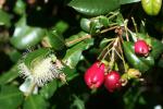 : - Syzygium australe