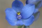 : - Thelymitra crinita