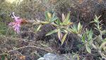 : - Barnadesia horrida