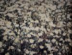 Geruchlose Kamille - Tripleurospermum maritimum subsp. inodorum