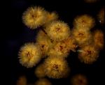 : - Verticordia grandiflora