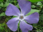 Großes Immergrün - Vinca major