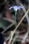 : - Wahlenbergia luteola