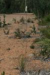 : - Xanthorrhoea gracilis