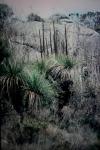 : - Xanthorrhoea preissii