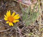 : - Chaetanthera chilensis