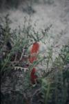 : - Banksia gardneri