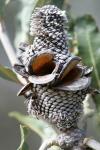 : - Banksia menziesii