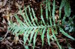 : - Blechnum occidentale var. occidentale