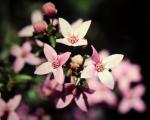 : - Boronia ledifolia