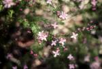 : - Boronia subulifolia