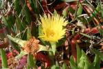 : - Carpobrotus virescens