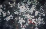 : - Conospermum distichum