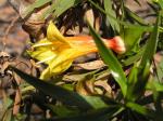 : - Eremophila duttonii