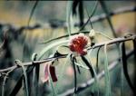 : - Eremophila longifolia