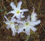 : - Leucocoryne ixioides