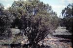 : - Eremophila mitchellii