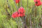 : - Erica cerinthoides