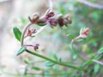 : - Gonocarpus tetragynus