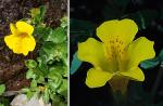 : - Mimulus glabratus