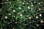 : - Goodenia varia