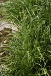 Libanon-Lauch - Allium zebdanense