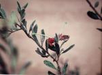 : - Grevillea arenaria subsp. canescens