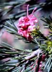 : - Grevillea juniperina