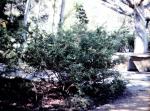 : - Grevillea parvula