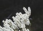 : - Hakea costata