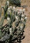 : - Nassauvia glomerata