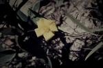 : - Hibbertia longifolia