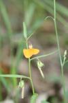 : - Hybanthus enneaspermus