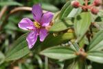 : - Melastoma malabathricum