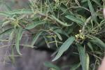 : - Notelaea ipsviciensis