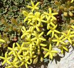 : - Oreopolus glacialis