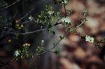 : - Phebalium lepidotum