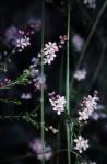 : - Eriostemon spicatus