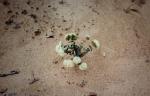 :-Pimelea floribunda