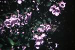 : - Prostanthera ovalifolia