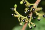 : - Trema tomentosa