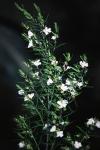 : - Westringia eremicola