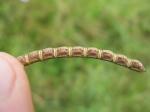 Indische Schampflanze-Aeschynomene indica