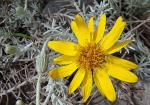 : - Senecio poeppigii