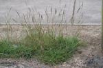 : - Bothriochloa decipiens